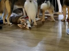 -Husky Go! 哈士奇体验馆·宠物咖啡厅狗咖