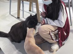 -豆逗聊愈猫阁Easy Life