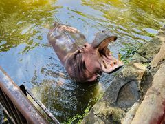 -海南热带野生动植物园
