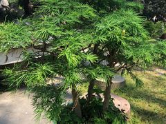 -盆景园(扬州大运河文化旅游度假区)