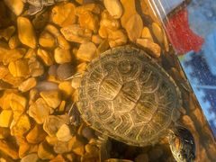-北京观赏动物医院·24小时大型综合·猫专科·异宠专科