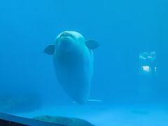 -海合安成都极地海洋公园