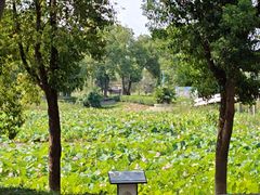 -洪湖生态旅游区