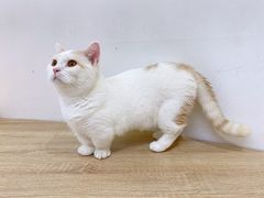 -Umiao与猫咖啡 猫咖