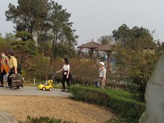 -铁山坪森林公园