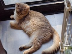 -琪喵猫屋·撸猫猫咖·猫舍