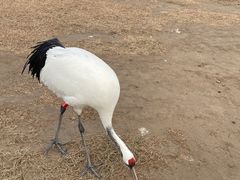 -盐城丹顶鹤湿地生态旅游区