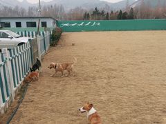 -趣玩宠物乐园寄养训犬训狗游泳池