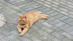 -东宫造型Eastern palace