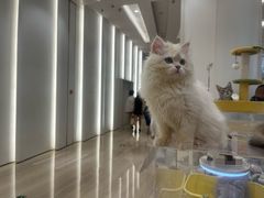 -金茂览秀城