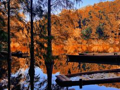-深圳仙湖植物园
