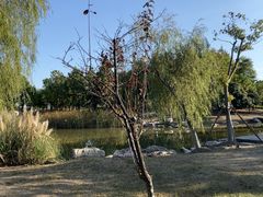 -春花秋色城市公园