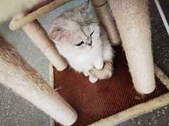 -共舞时光猫咖·狗咖(新街口店)