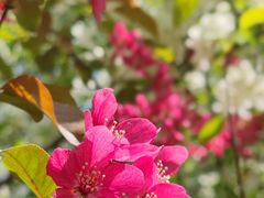 -长白岛森林公园