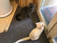 -猫色咖啡·猫咖