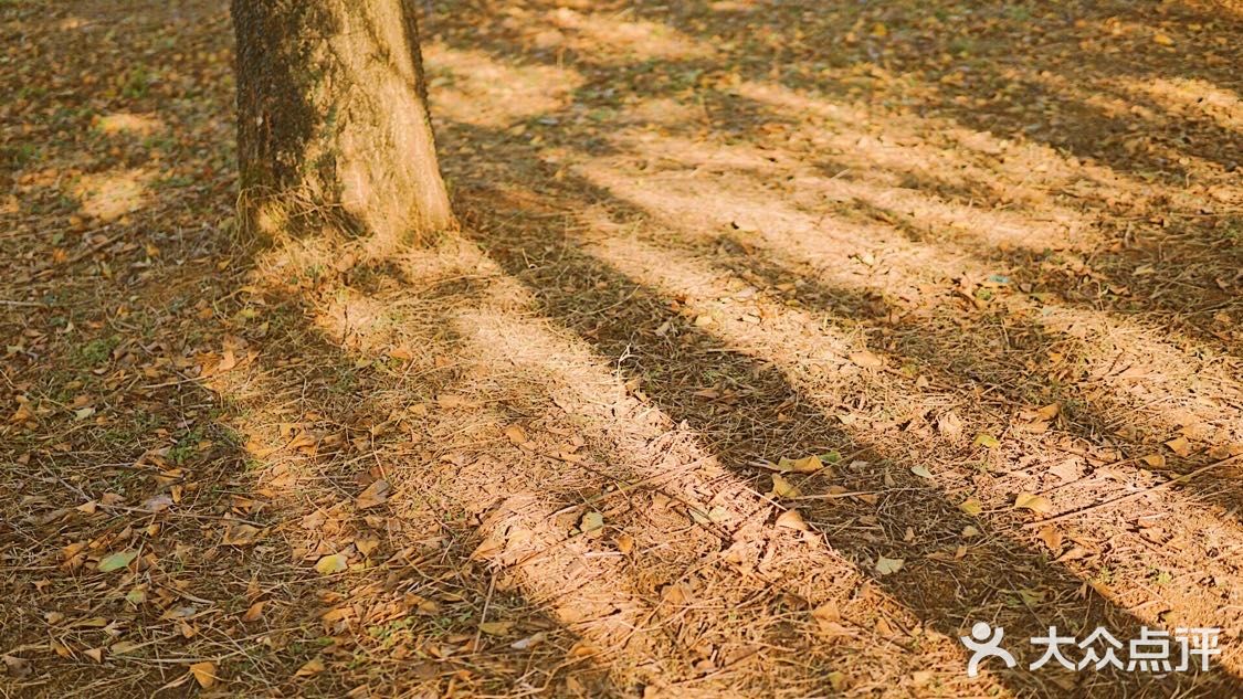 广东小众银杏观赏地 附冬日暖阳调色教程