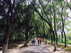 -昆山城市生态森林公园