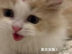 -瑞鹏·疫苗·绝育·宠物医院(金沙洲店)