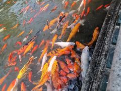 -碧江金楼