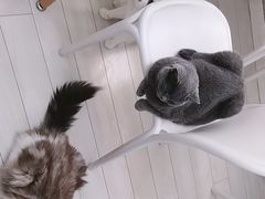 -喵的天空名猫咖啡馆·撸猫·猫舍·用品