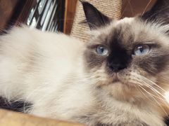 -more than meow吴止猫主题餐厅(承德 中船汇店)