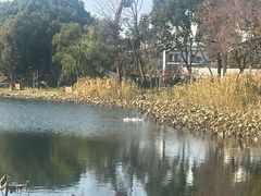 -新江湾城公园