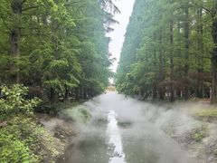 -东平国家森林公园