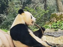 -中国大熊猫保护研究中心雅安碧峰峡基地