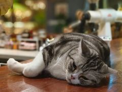 -咖法森林·咖啡  酒吧(天河店)