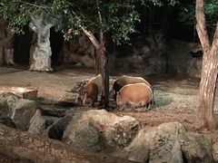 -清迈夜间动物园