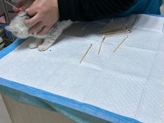 -宠颐生汉谟拉比宠物医院