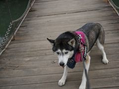 -桤木河湿地公园