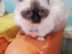 -Bastet sally猫舍购宠(静安店)