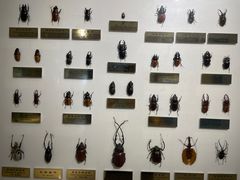 -上海昆虫博物馆