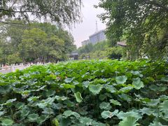 -莲湖公园