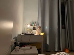 -东方名猫馆·英短金渐层布偶猫舍(环线广场1号楼店)