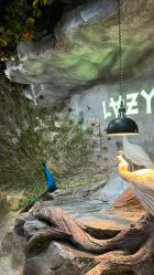 -Zoolung Zoolung动物主题公园(海信广场店)