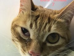 -爱诺耐芙动物医院(万博店)