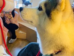 -Husky Go! 哈士奇体验馆·宠物咖啡厅狗咖