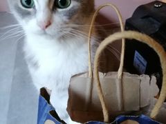 -猫儿山۰猫主题餐厅