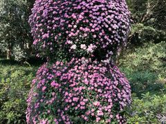 -杭州植物园