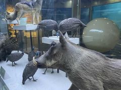 -国家自然博物馆