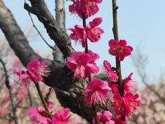 -梅花山(明孝陵内)