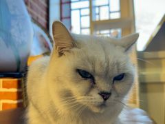-猫小院猫主题餐厅(南锣旗舰店)