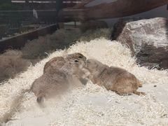 -大连森林动物园