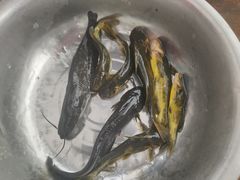 -夏家大锅台炖鱼馆
