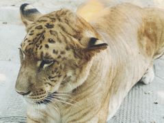 -荆州中山公园动物园