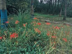 -梁鸿国家湿地公园