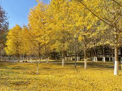 -长白岛森林公园