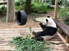 -深圳野生动物园